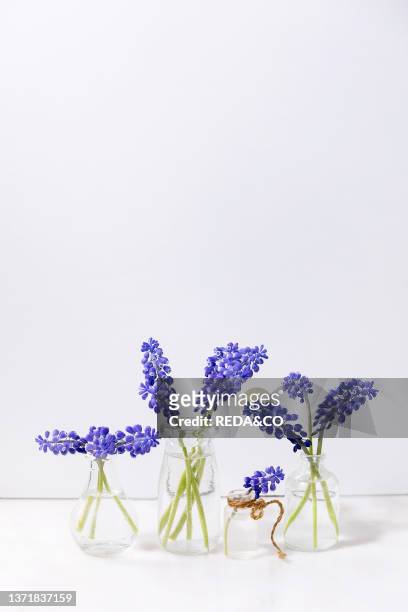 Tender blue muscari flowers in glass jugs with water in row over white marble table with white background. Copy space. Still life.