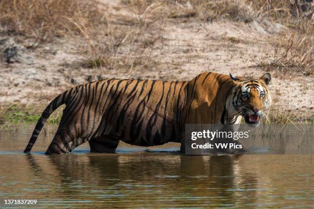 View of a Bengal tiger, Panthera tigris tigris, walking in a waterhole in India's Bandhavgarh National Park. Madhya Pradesh, India..
