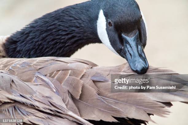 extreme close-up of a canadian goose preening its feathers - preening stock pictures, royalty-free photos & images