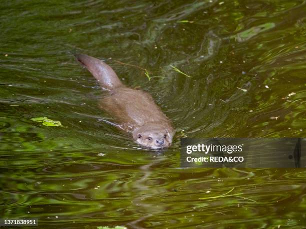 Eurasian Otter during summer, Enclosure in the National Park Bavarian Forest, Europe, Germany, Bavaria.