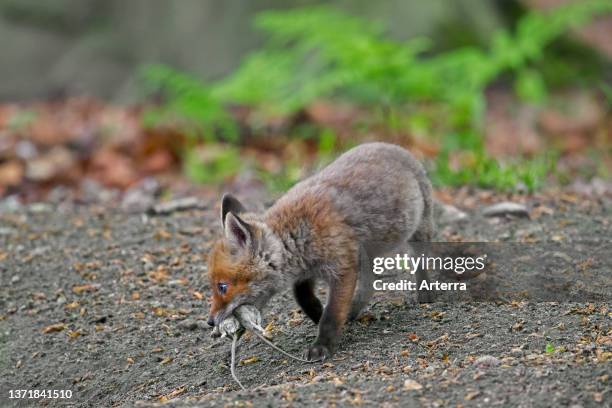 Young red fox single kit / cub with two mice in its muzzle near burrow / den in forest in spring.