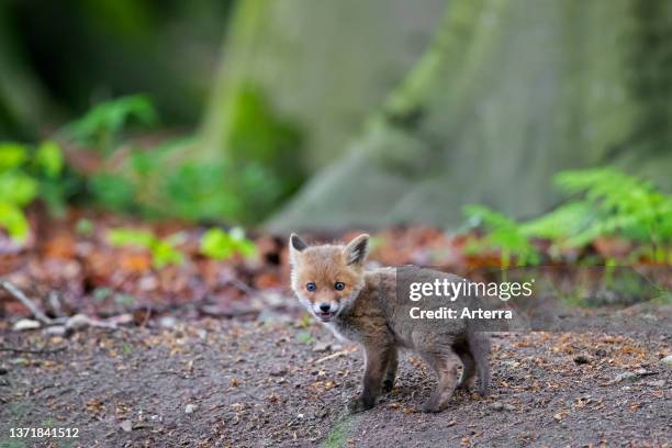 Young red fox single kit / cub near burrow / den in forest in spring.