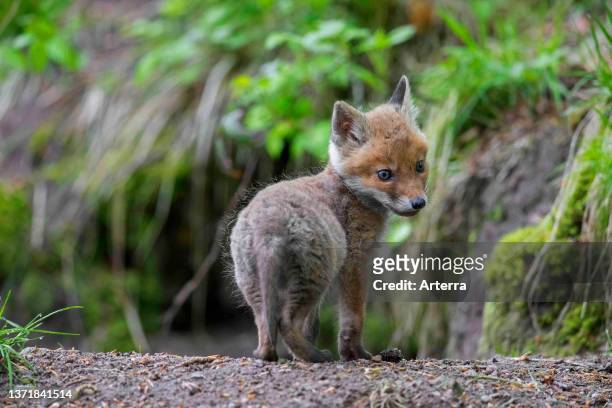 Young red fox single kit / cub near burrow / den entrance in forest in spring.