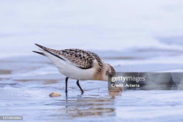 Sanderling in winter plumage opening and eating cockle / clam on the beach.