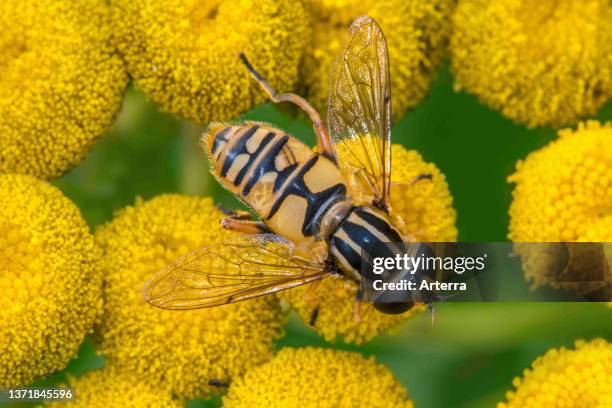 Sun fly / Marsh hoverfly / tiger hoverfly female pollinating tansy in flower in summer.