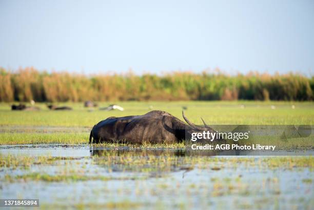 Buffalo-asiatic; Water buffalo; Bubalus bubalis Water Buffalo , eating, Thailand.