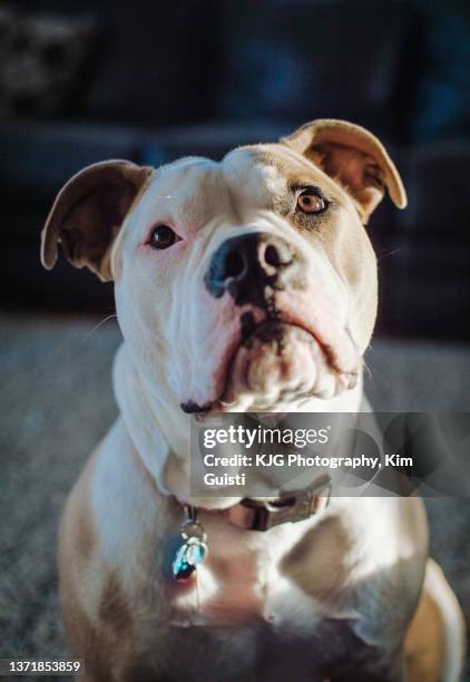 american bulldog - american bulldog stock pictures, royalty-free photos & images