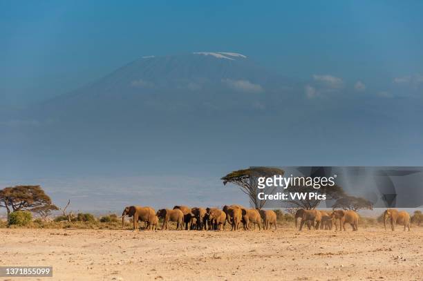 Herd of African elephants, Loxodonta africana, with Mount Kilimangiaro in the background. Amboseli National Park, Kenya, Africa..