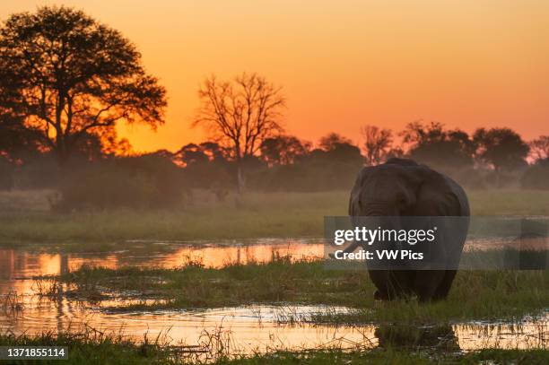 An African elephant, Loxodonta africana, walking in the Khwai river at sunset. Khwai Concession, Okavango Delta, Botswana.