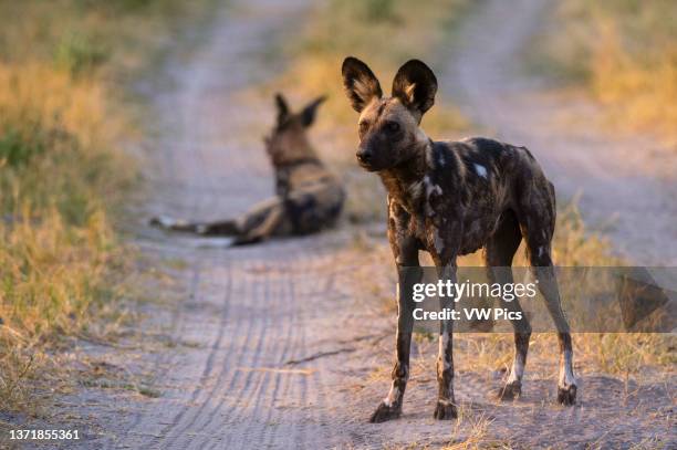 Two African wild dogs, Lycaon pictus, on a dirt road in Chobe National Park's Savuti marsh. Botswana..