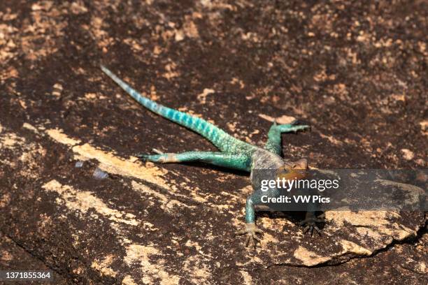 Common agama, Agama agama, taking a sun bath on a rock. Voi, Tsavo, Kenya.