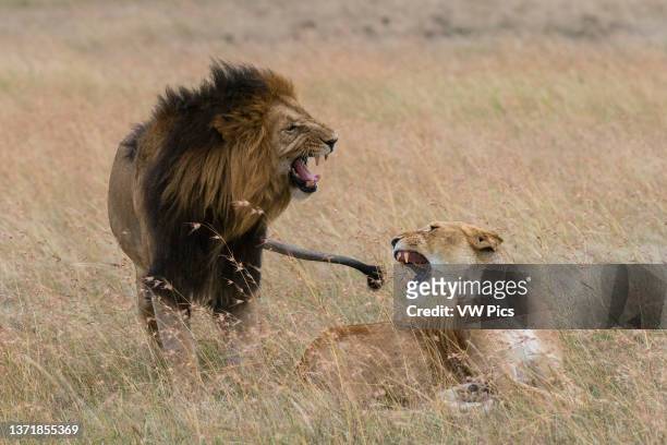 Lions, Panthera leo, Masai Mara, Kenya. Kenya..