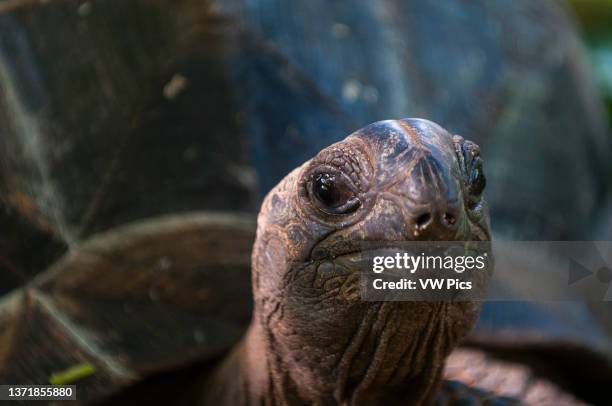 Close up portrait of a Seychelles giant tortoise, Aldabrachelys hololissa. Denis Island, The Republic of the Seychelles..