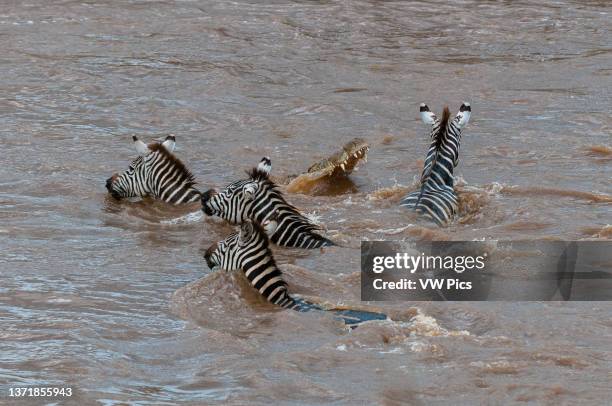Nile crocodile, Crocodilus niloticus, attacking a plains zebra, Equus quagga, crossing the Mara River. Mara River, Masai Mara National Reserve,...