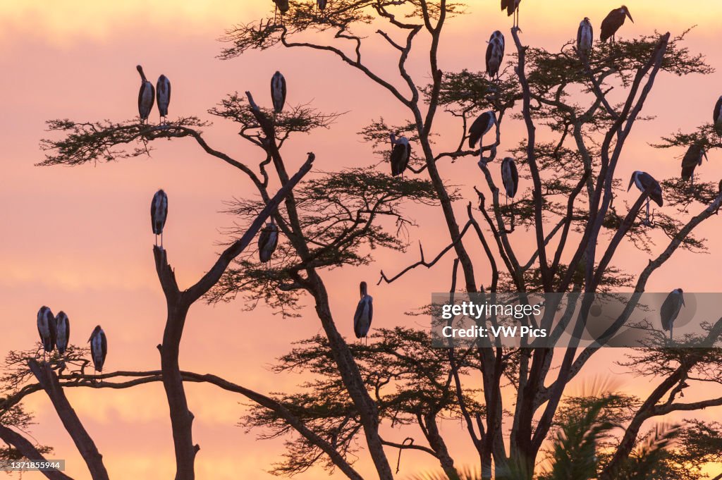 Marabou storks