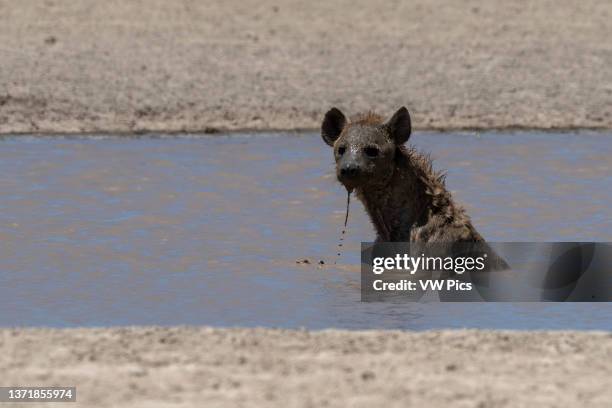 Spotted hyaena, Crocura crocuta, bathing at a watering hole. Seronera, Serengeti National Park, Tanzania.