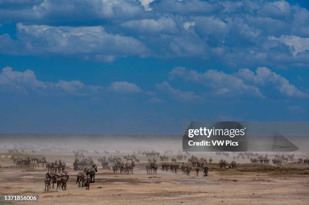 Hundreds of migrating Burchell's Zebra, Equus Quagga Burchellii, in the Hidden Valley. Ndutu, Ngorongoro Conservation Area, Tanzania..