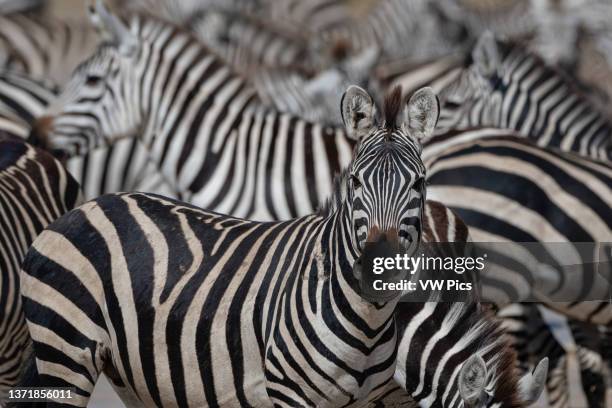 Portrait of a plains zebras, Equus quagga, in a herd in the Hidden Valley. Ndutu, Ngorongoro Conservation Area, Tanzania..