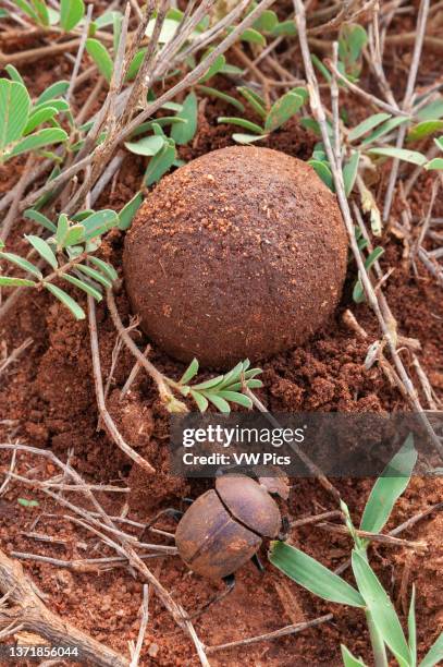 Dung beetle hiding a ball of dung. Voi, Tsavo National Park, Kenya..