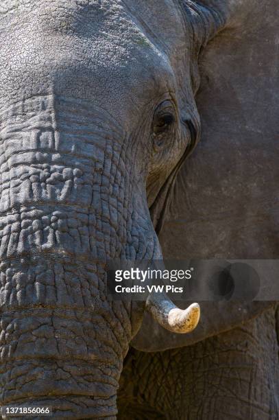 Close-up portrait of an African elephant, Loxodonta africana, in Okavango Delta's Khwai concession. Botswana..