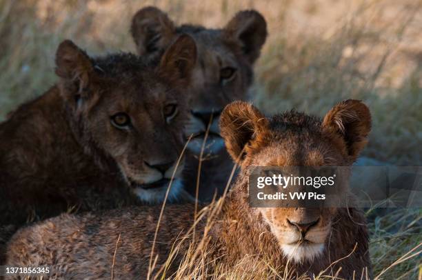 Three wet young lions, Panthera leo, resting after crossing a river. Okavango Delta, Botswana..