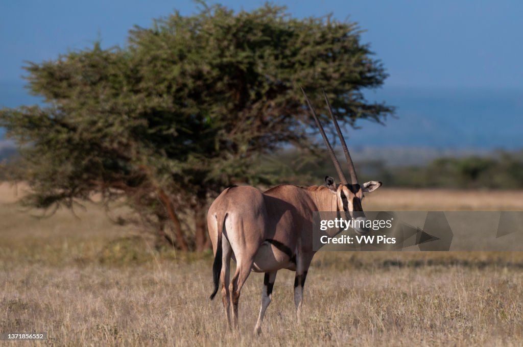 Beisa Portrait of a Beisa or East African oryx, Oryx gazella beisa. Samburu ...