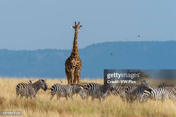 Masai giraffe, Giraffa camelopardalis tippelskirchi, and Burchell's zebras, Equus quagga burchelli, wals in the savannah..