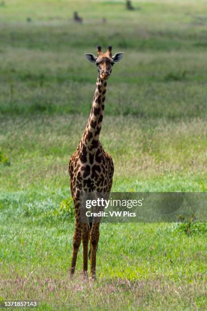 Masai giraffe, Giraffa camelopardalis, looking at the camera. Voi, Tsavo, Kenya.