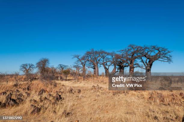 Baobab trees, Adansonia species, in a vast grassland. Savuti, Chobe National Park, Botswana..