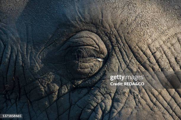 African elephant . Picture taken in captivity at the rehabilitation centre Elephant Sanctuary. Hazyview. South Africa. Africa.