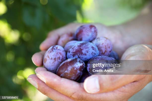 Ente plum harvest for the production of Agen prunes , Protected geographical indication, PGI.