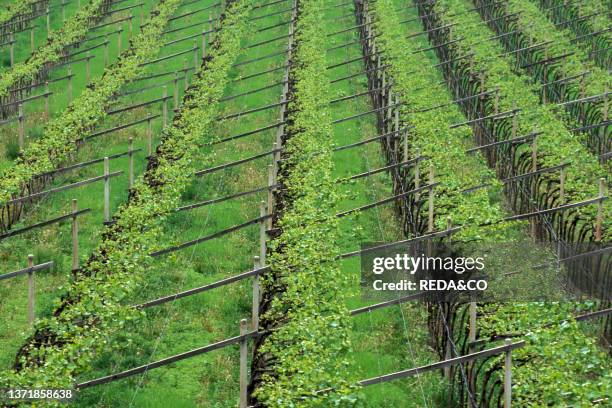 Trentino pergola vineyard in Vallagarina. Trentino Alto Adige.