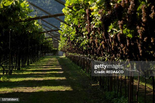 Pinot gray bunch of grapes Vallagarina. Trentino. Italy. Europe.