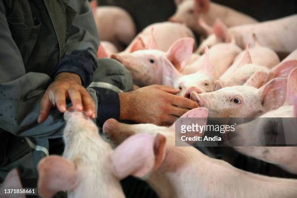 Breeder among pigs in a pigsty. Farmer stroking his pigs.