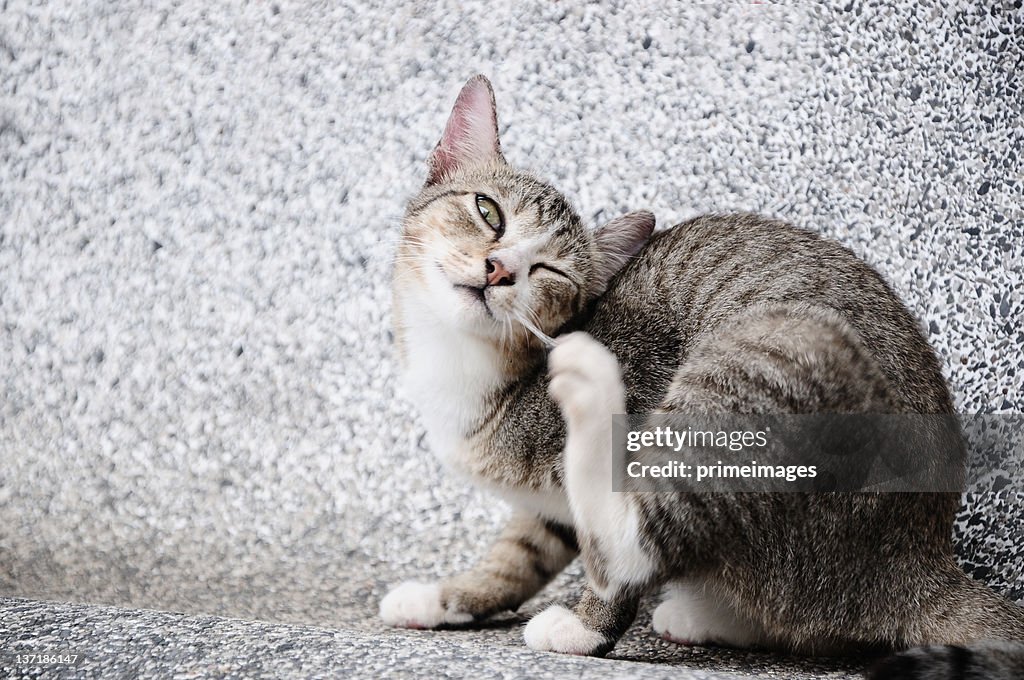 Cat trying to scratch ear