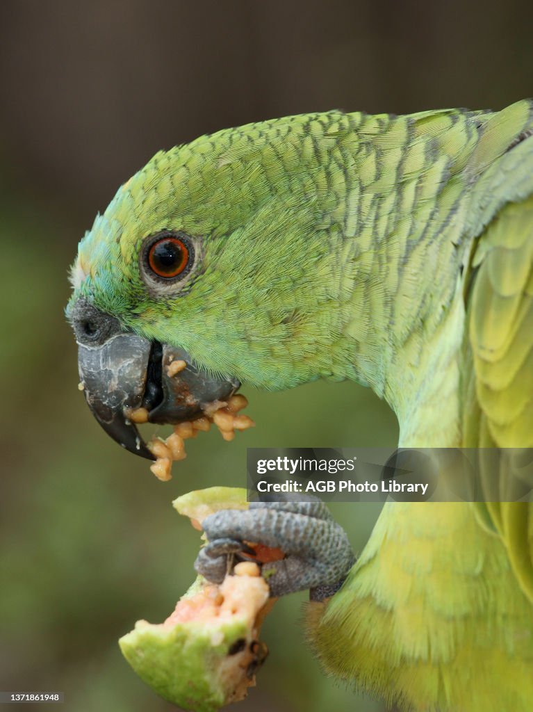 Blue-fronted Amazon.