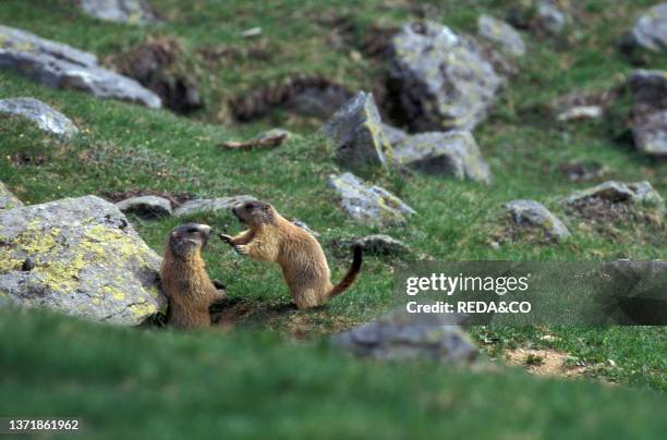 Marmot in the Rabbi Valley. Stelvio National Park. Trentino Alto Adige.