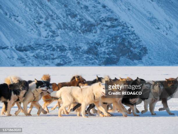 Fisherman brings his catch back to village using a dog sled. Sled dog with Greenland Dogs during winter near Uummannaq in northern Westgreenland...