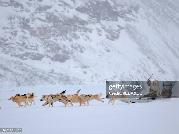 Inuit musher wearing traditional fur garments on a dog sled with Greenland Dogs on sea ice during winter near Uummannaq in northern Westgreenland...