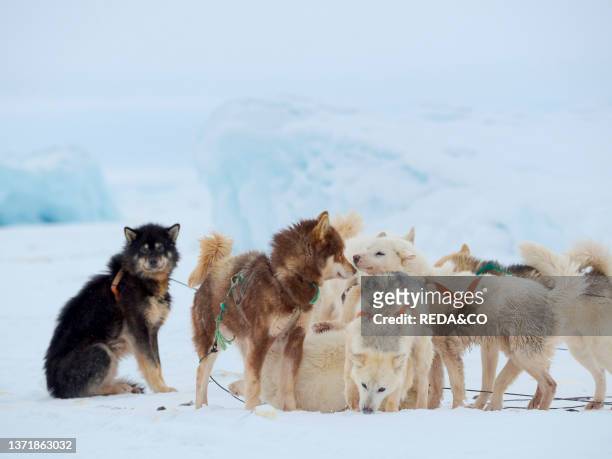 Harnessing the sled dogs. Greenland Dogs on sea ice during winter near Uummannaq in northern Westgreenland beyond the arctic circle. North America....