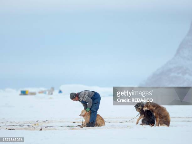 Harnessing the sled dogs. Greenland Dogs on sea ice during winter near Uummannaq in northern Westgreenland beyond the arctic circle. North America....