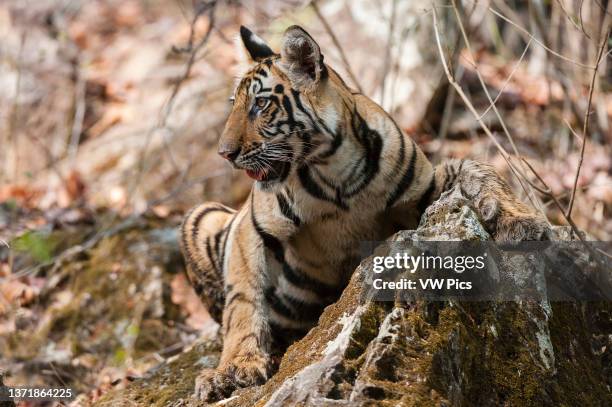 Young Bengal tiger cub, Panthera tigris tigris, in the forest of India's Bandhavgarh National Park. Madhya Pradesh, India..