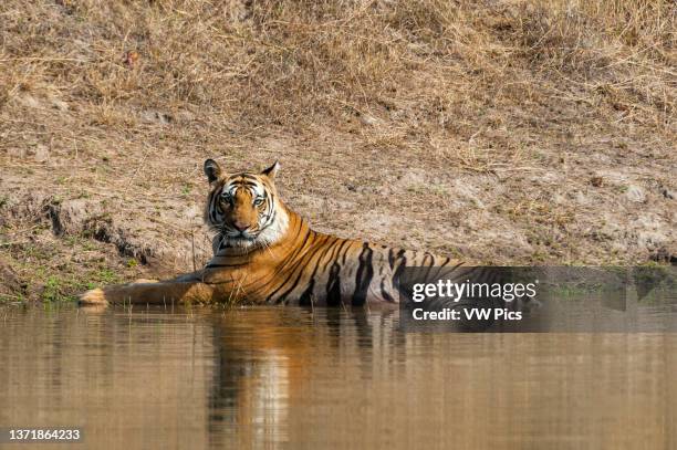 Bengal tiger, Panthera tigris tigris, resting in a waterhole in India's Bandhavgarh National Park. Madhya Pradesh, India..