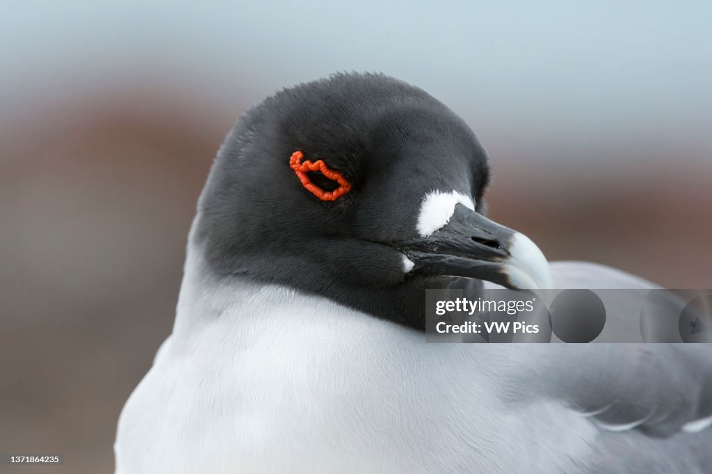 Portrait of a swallow-tailed gull