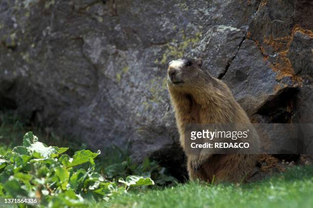 Marmot in the Rabbi Valley. Stelvio National Park. Trentino Alto Adige.