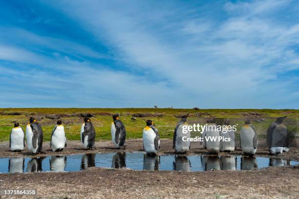King penguins, Aptenodytes patagonica, at a water pond. Volunteer Point, Falkland Islands.
