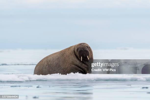 An Atlantic walrus, Odobenus rosmarus, resting on ice. Vibebukta, Austfonna, Nordaustl, Svalbard, Norway.