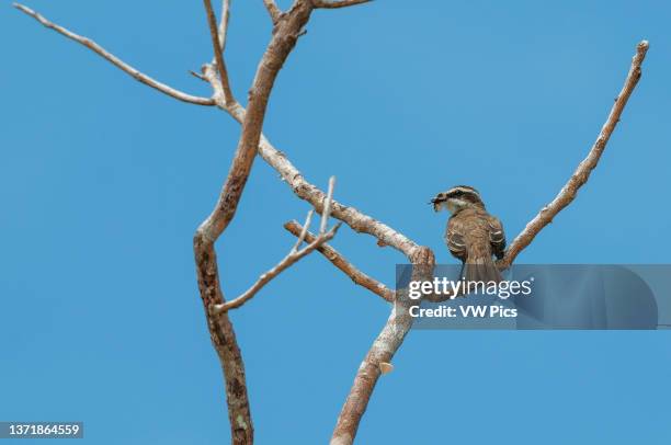 Streaked flycatcher, Myiodynastes maculatus, perching in a tree. Osa Peninsula, Costa Rica..