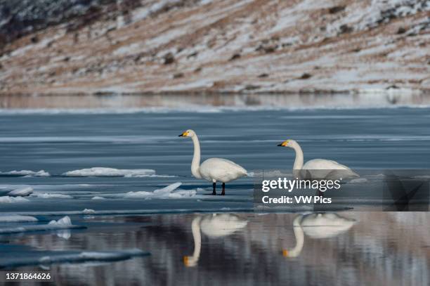 Two whooper swans, Cygnus cygnus, in an icy water landscape. Vestvagoy, Lofoten Islands, Nordland, Norway..