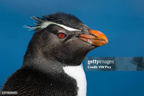 Close up portrait of a rockhopper penguin, Eudyptes chrysocome. Pebble Island, Falkland Islands.